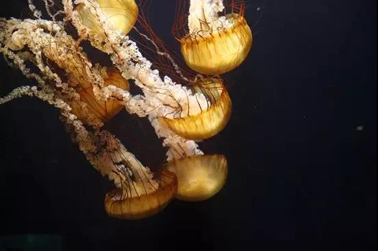 迪拜亚特兰蒂斯酒店 迪拜亚特兰蒂斯酒店