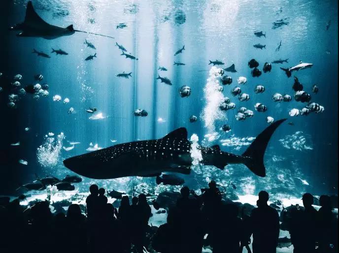 迪拜亚特兰蒂斯酒店 迪拜亚特兰蒂斯酒店